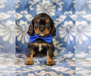 Cavalier King Charles Spaniel Puppy for sale in NOTTINGHAM, PA, USA