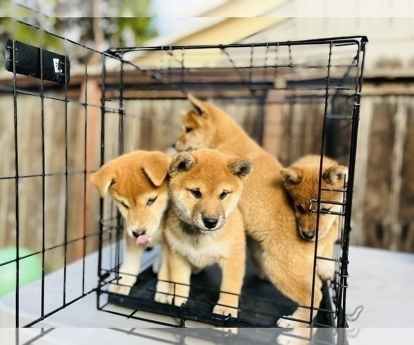 Medium Photo #63 Shiba Inu Puppy For Sale in FREMONT, CA, USA