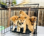 Small Photo #63 Shiba Inu Puppy For Sale in FREMONT, CA, USA