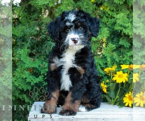 Bernedoodle (Miniature) Puppy for sale in LITITZ, PA, USA