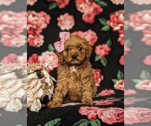 Poodle (Toy) Puppy for sale in HOLTWOOD, PA, USA