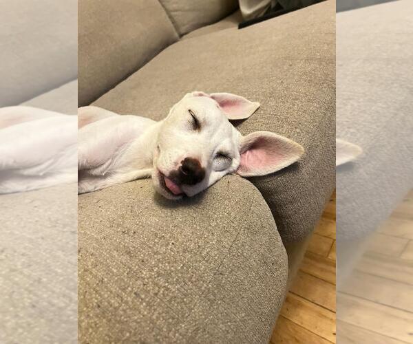 Medium Photo #2 Mutt Puppy For Sale in Plainfield, IL, USA