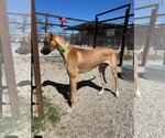 Small Photo #4 Great Dane Puppy For Sale in Bullard, TX, USA