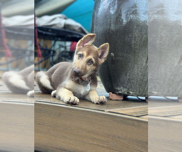 Medium Photo #2 German Shepherd Dog-Unknown Mix Puppy For Sale in West Sacramento, CA, USA