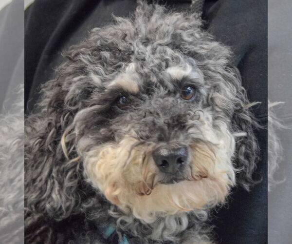 Medium Photo #6 Poodle (Standard)-Unknown Mix Puppy For Sale in Huntley, IL, USA