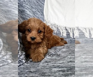 Cavapoo Puppy for sale in COLBY, WI, USA