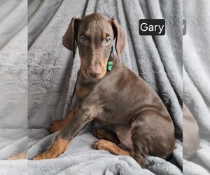 Doberman Pinscher Puppy for sale in POMEROY, OH, USA