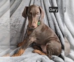 Small Doberman Pinscher