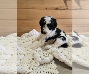 Poodle (Standard) Puppy for sale in WILLIAMSTOWN, KY, USA