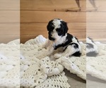 Image preview for Ad Listing. Nickname: Chip