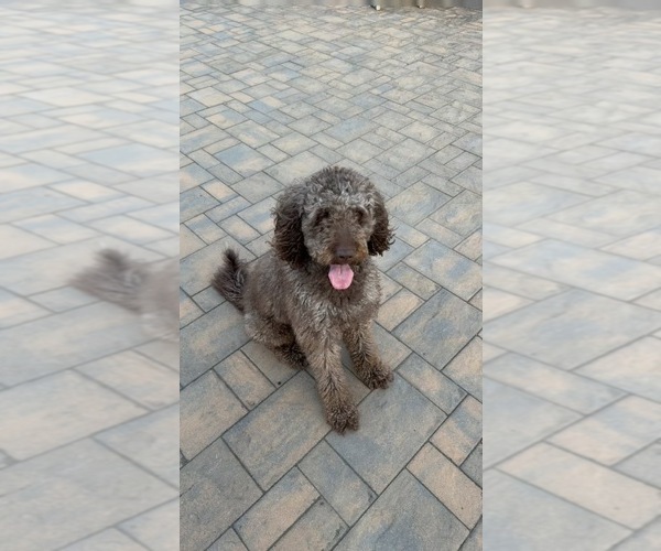 Medium Photo #1 Labradoodle Puppy For Sale in STAMFORD, CT, USA