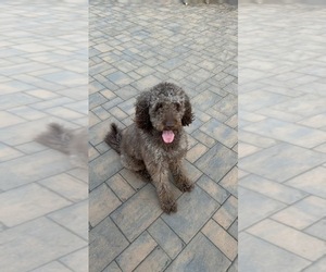 Father of the Labradoodle puppies born on 06/29/2026