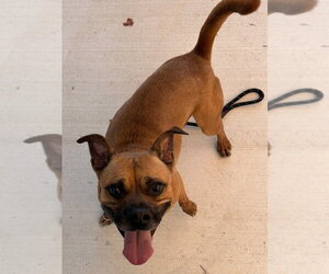 26-308 Kylo - Male Boxer Dog for Adoption - Photo #5