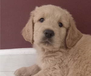 Goldendoodle-Newfoundland Mix Puppy for Sale in PERU, Indiana USA