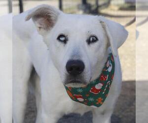 Labrador Retriever-Unknown Mix Dogs for adoption in San Antonio, TX, USA