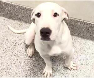 Basset Hound-Labrador Retriever Mix Dogs for adoption in Houston, TX, USA