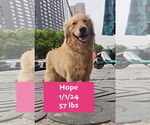 Small #2 Golden Retriever