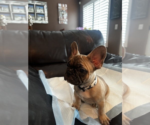 Medium Photo #1 French Bulldog Puppy For Sale in INDIO, CA, USA