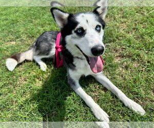 Siberian Husky Dogs for adoption in Carrollton, TX, USA