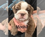 Puppy Mocha Shih Tzu