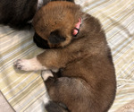 Puppy Puppy 1 Pink Akita