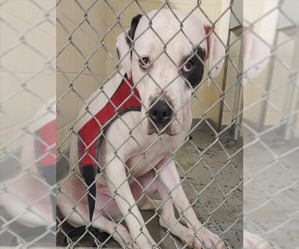 Medium Photo #1 American Pit Bull Terrier-Unknown Mix Puppy For Sale in Anchorage, AK, USA