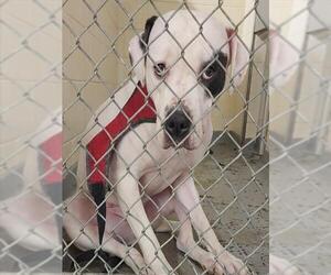 American Pit Bull Terrier-Unknown Mix Dogs for adoption in Anchorage, AK, USA