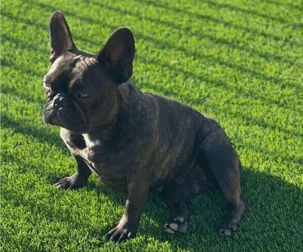 Medium Photo #1 French Bulldog Puppy For Sale in TUCSON, AZ, USA