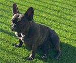 Small Photo #1 French Bulldog Puppy For Sale in TUCSON, AZ, USA