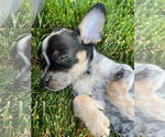 Small #1 Spaniel Mix