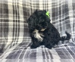 Small #4 ShihPoo
