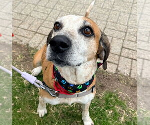 Walter - Male Mutt Dog for Adoption - Photo #3