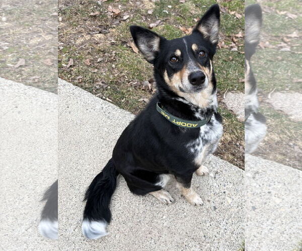 Medium Photo #1 Mutt Puppy For Sale in Clarkston, MI, USA