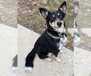 Mutt Dogs for adoption in Clarkston, MI, USA