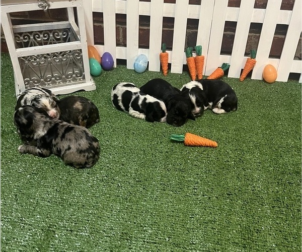 Medium Photo #1 Cocker Spaniel Puppy For Sale in GARDENDALE, AL, USA
