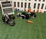 Small Cocker Spaniel