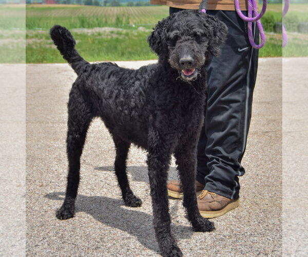 Medium Photo #4 Mutt Puppy For Sale in Huntley, IL, USA