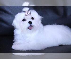 Mother of the Maltese puppies born on 03/14/2022