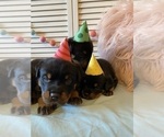 Small Photo #27 Rottweiler Puppy For Sale in NAPA, CA, USA