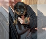 Small #1 Rottweiler