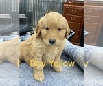 Small Photo #2 Golden Retriever Puppy For Sale in CAMPBELLSBURG, KY, USA