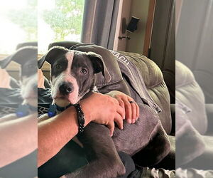Great Dane-Unknown Mix Dogs for adoption in Minneapolis, MN, USA