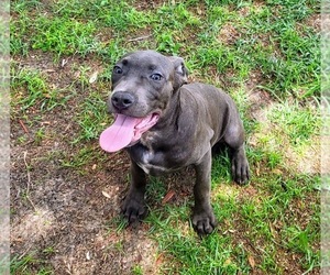 Cane Corso Puppy for sale in TAMPA, FL, USA