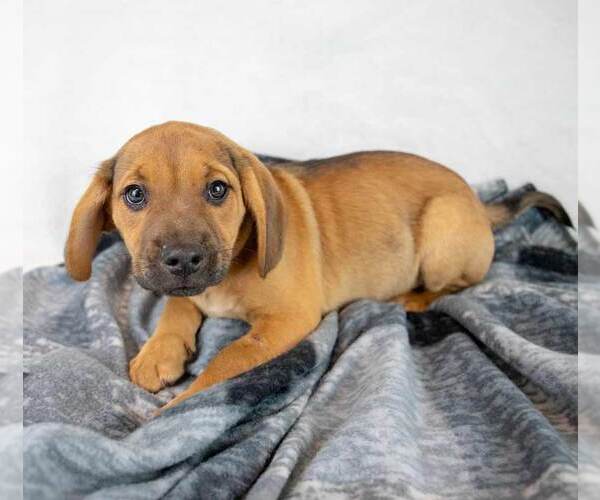 Medium Photo #7 Beabull Puppy For Sale in Kennesaw, GA, USA