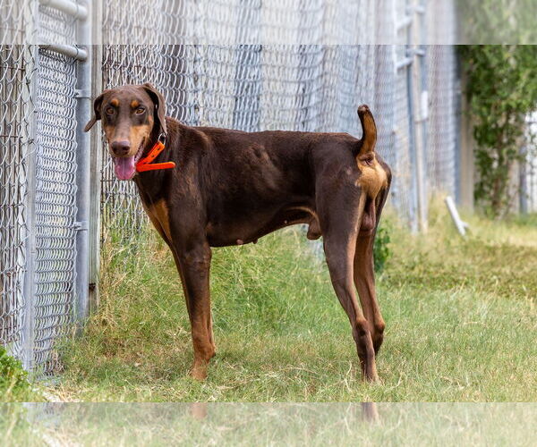 Medium Photo #2 Doberman Pinscher Puppy For Sale in Devine, TX, USA