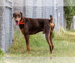 Small #1 Doberman Pinscher