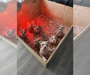 American Bully Puppy for sale in AKRON, OH, USA