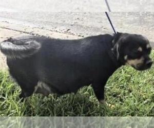 Miniature Pinscher-Unknown Mix Dogs for adoption in Houston, TX, USA
