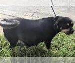 Small Miniature Pinscher Mix