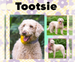 Small #7 Goldendoodle